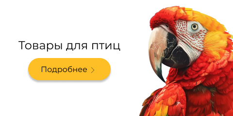 Птахи