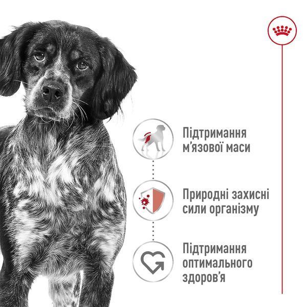 Royal Canin Medium Adult сухой корм для собак средних пород, 15 кг 00-00018526 фото