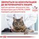 Royal Canin Renal Cat (Роял Канін Ренал) &mdash; дієтичний сухий корм для котів для підтримки функцій нирок, 2 кг 00-00019076 фото 4