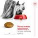 Royal Canin X-Small Adult 8+ сухий корм для собак малих порід старіше 8 років, 3 кг 00-00001346 фото 2