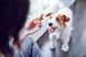 Ласощі для собак Purina DentaLife Small для малих порід, для підтримки здоров'я порожнини рота, 115 г СП-00001347 фото 9