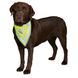 Косинка для собак на шию 29-42 см світловідбивна TRIXIE TX-30122 фото 1